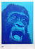 G.L. UNIT - Orangutang! KONSUM Ape (ca 1970) Dark blue / light blue